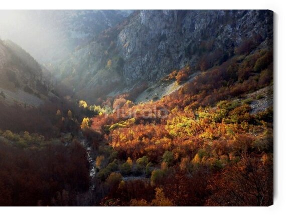 Obraz Mglisty las jesienią
