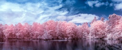 Obraz Panorama z różowymi drzewami
