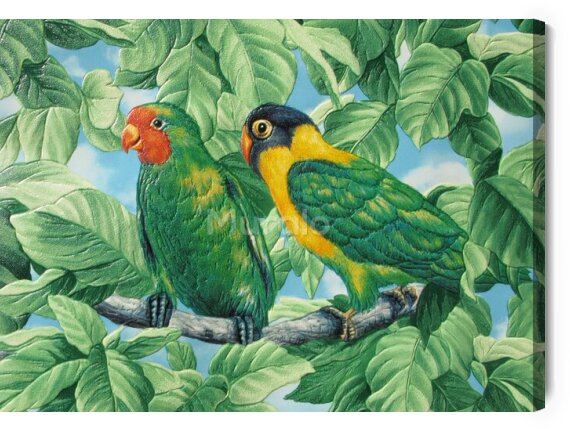 Obraz Piękne Kolorowe Papugi