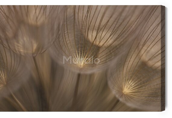 Obraz Piękne nasiona dmuchawca z bliska