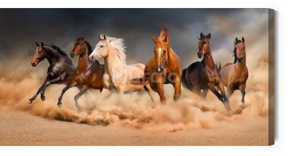 Obraz Ścienny konie w galopie na pustyni 3d