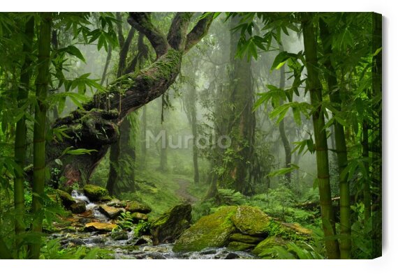 Obraz Tropikalna dżungla