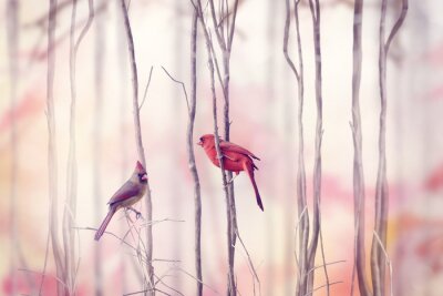 Obraz – Wielobarwne ptaki siedzące na gałęziach