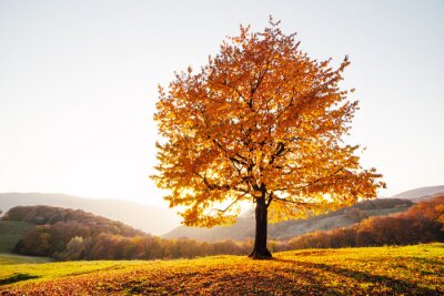 Obraz Złote drzewo w górskiej dolinie