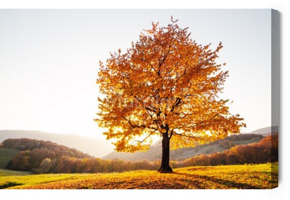 Obraz Złote drzewo w górskiej dolinie