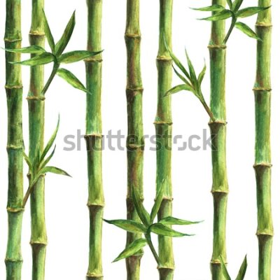 Tapeta Bambusowy las