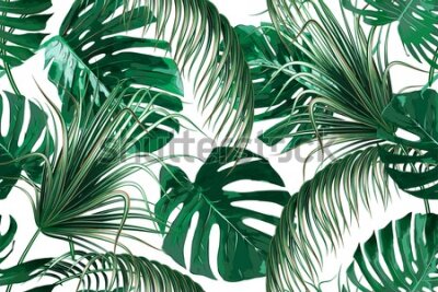 Tapeta Piękne liście tropikalne na białym tle